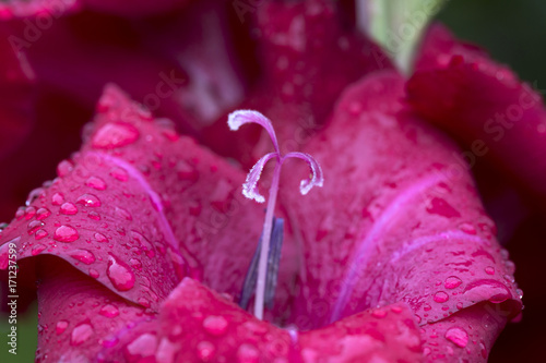 Fototapeta Naklejka Na Ścianę i Meble -  Detail of the red Gladiolus with Rain Drops