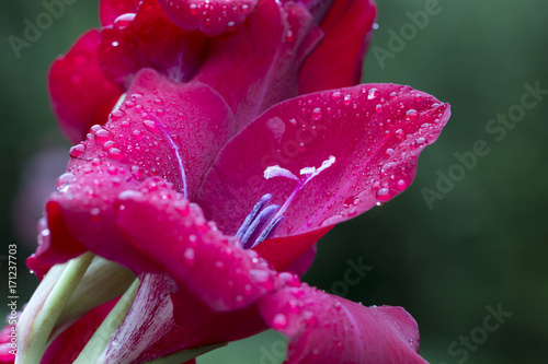 Fototapeta Naklejka Na Ścianę i Meble -  Detail of the red Gladiolus with Rain Drops