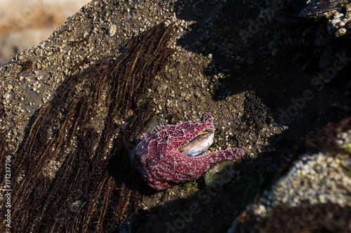Starfish eating a Molusc on a rock in a tidepool