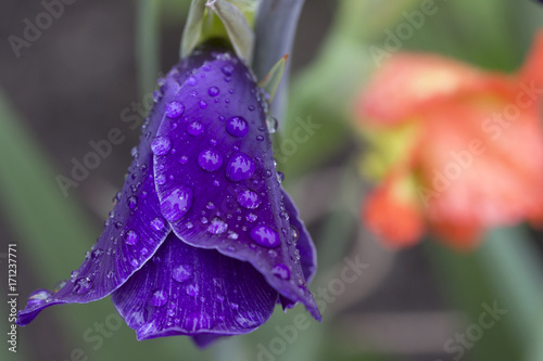 Fototapeta Naklejka Na Ścianę i Meble -  Detail of the violet Gladiolus with Rain Drops