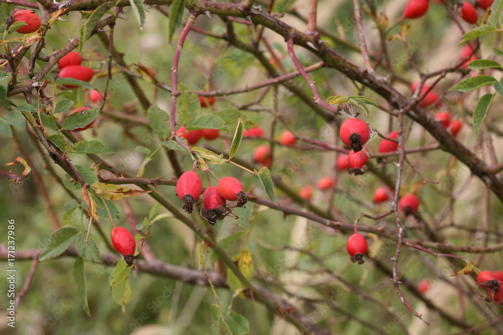rose hips rose hips