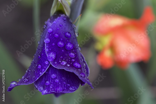 Fototapeta Naklejka Na Ścianę i Meble -  Detail of the violet Gladiolus with Rain Drops