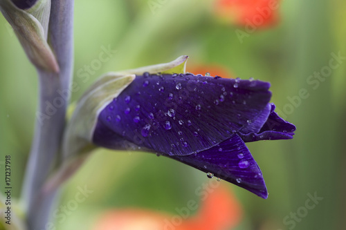 Fototapeta Naklejka Na Ścianę i Meble -  Detail of the violet Gladiolus with Rain Drops