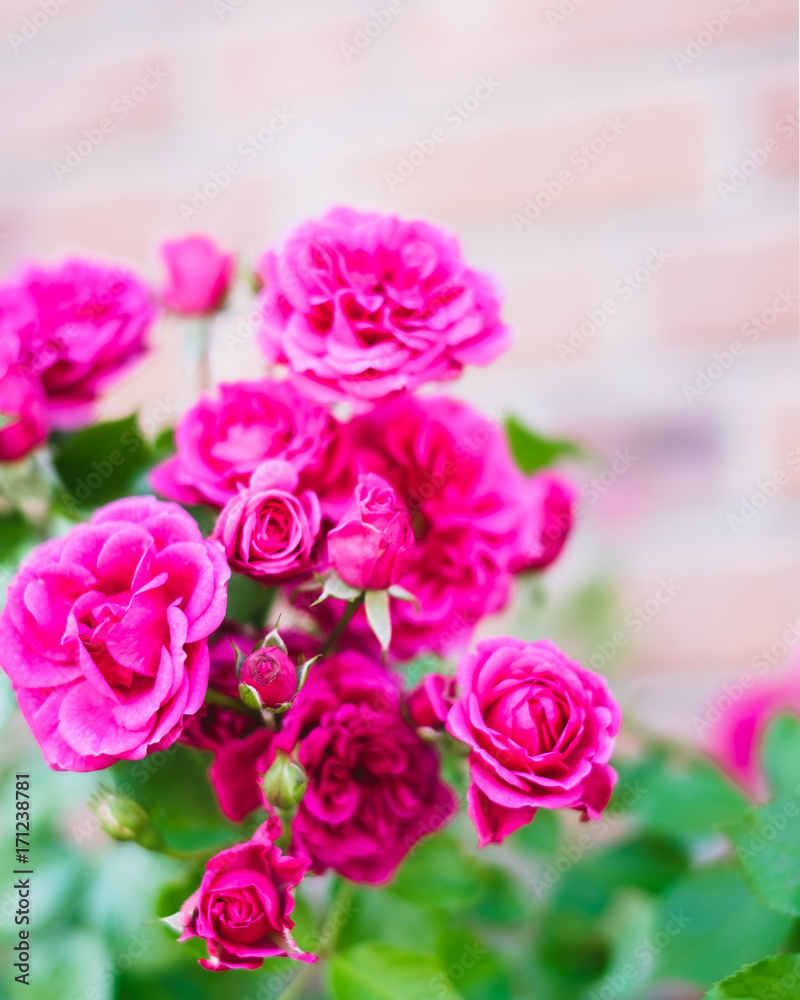 Fototapeta premium Red rose