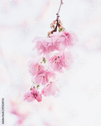 Cherry blossom spring