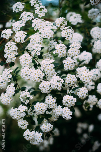 White flower