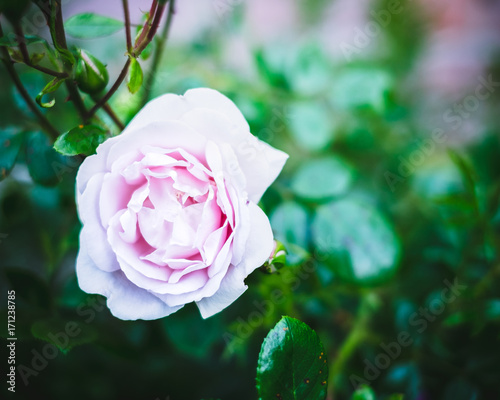 Pink rose
