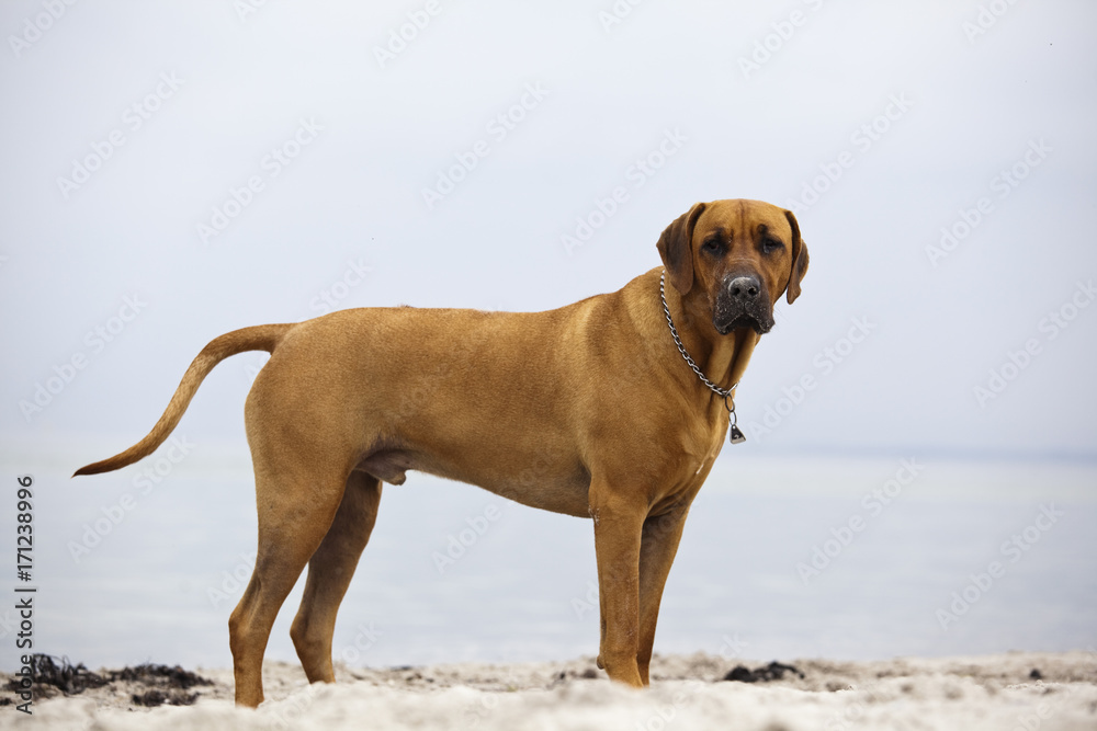 Rhodesian Ridgeback am Strand Rhodesian Ridgeback am Strand