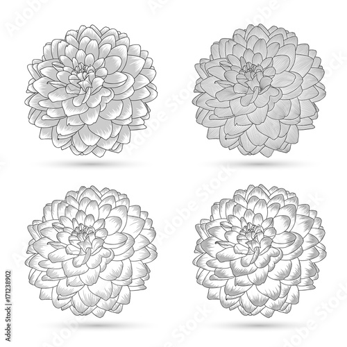 Fototapeta Naklejka Na Ścianę i Meble -  Set of monochrome abstract hand-drawn dahlia flowers.