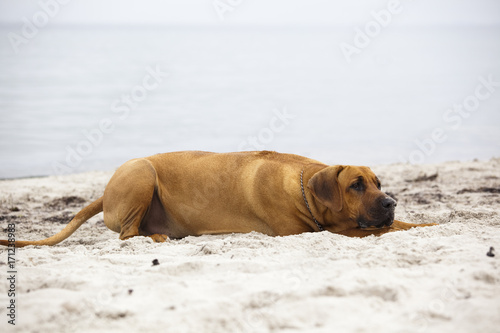 Rhodesian Ridgeback am Strand