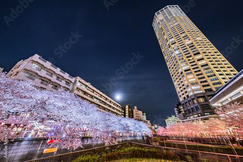 夜の桜と満月 © taka