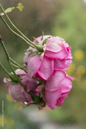 Nahaufnahme von vier Rosenblüten einer Kletterrose in schwarzweiß