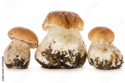 Boletus mushrooms isolated on white