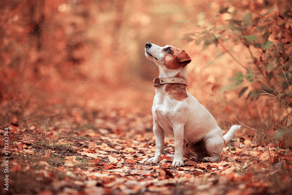 Dog at autumn