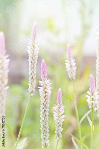 Soft focus of Celosia argentea flowers in nature