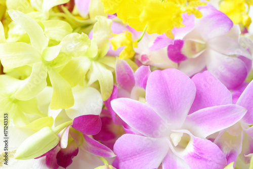 奇麗な蘭の花