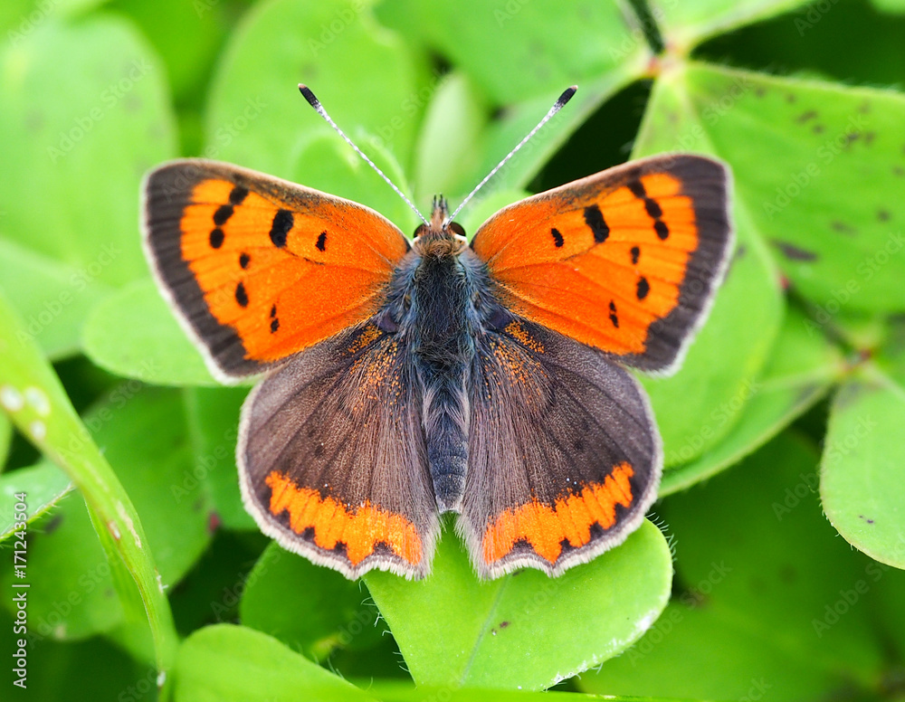 Obraz premium Small Copper (Lycaena phlaeas)