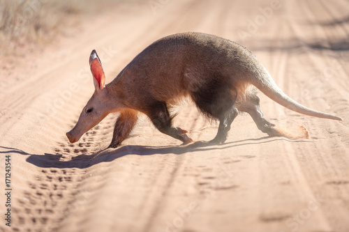 Aardvark photo