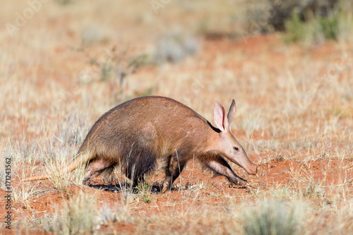 Aardvark