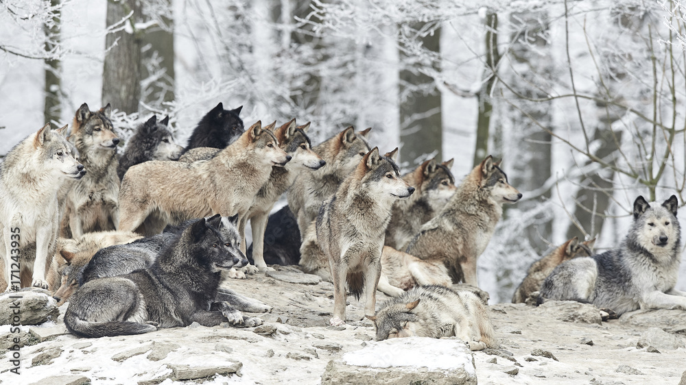 Obraz premium Stado wilków zimą