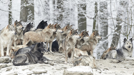 Wandcirkels Wolf Wolvenroedel in besneeuwd landschap  © mrr