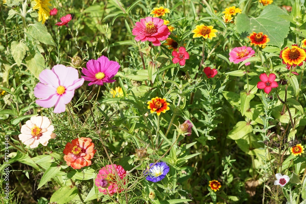 Bunte Blumenwiese mit farbigem Mohn - Wildgarten Bunte Blumenwiese mit farbigem Mohn - Wildgarten