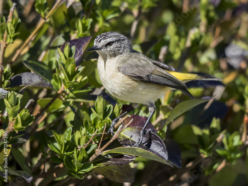 Yellow-rumped Thornbill (Acanthiza chrysorrhoa) photo
