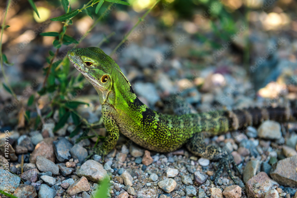 lizard in Arizona