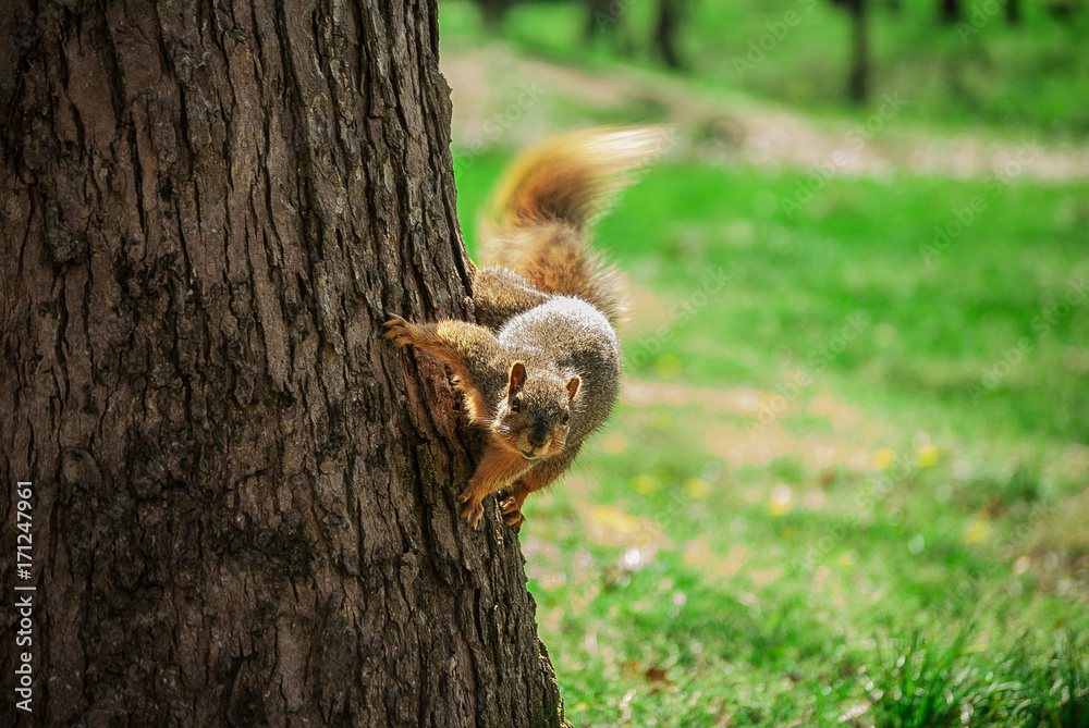 Obraz premium Sideways Squirrel (With Iris)