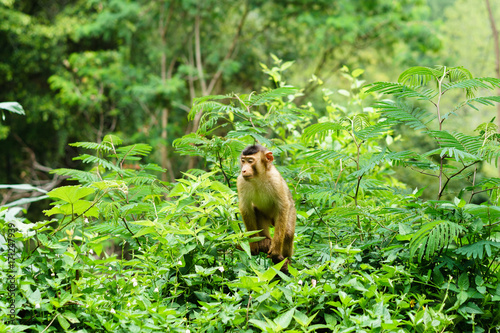 Young southern pig-tailed macaque