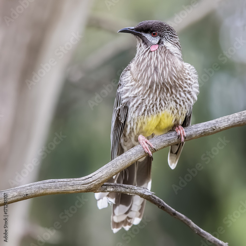 Red Wattlebird (Anthochaera carunculata)