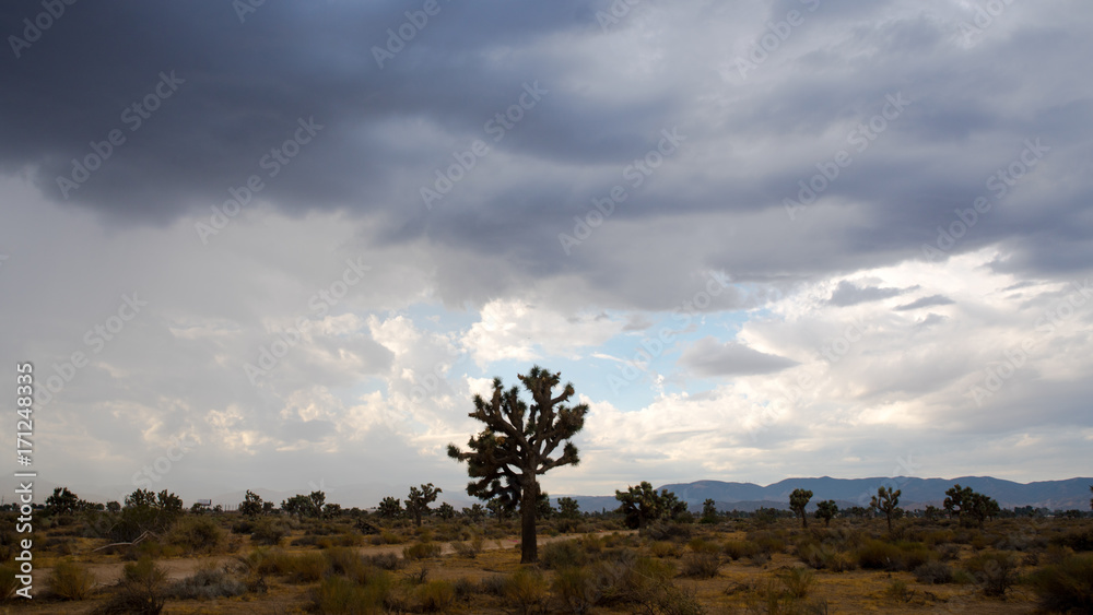 Fototapeta premium Joshua Tree