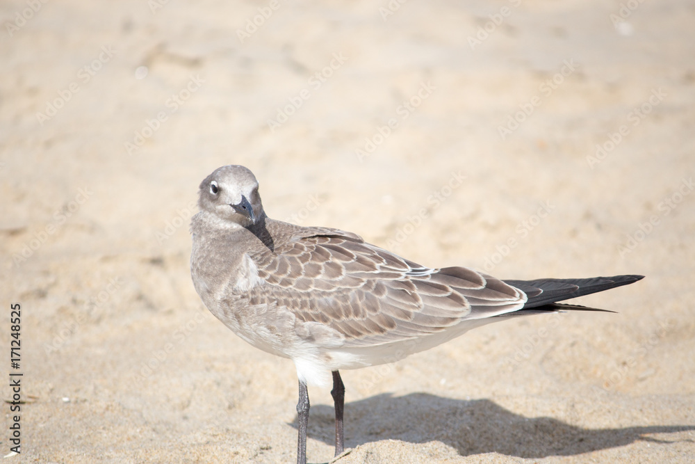 Obraz premium Seagull