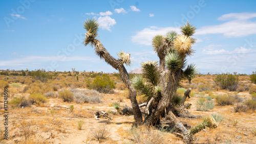 Joshua Tree