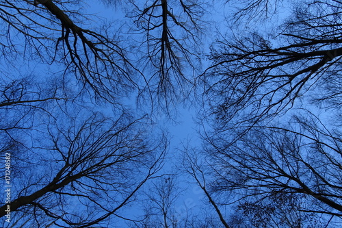 Baumkronen ohne Blätter bilden gegen den Himmel ein Sternmuster