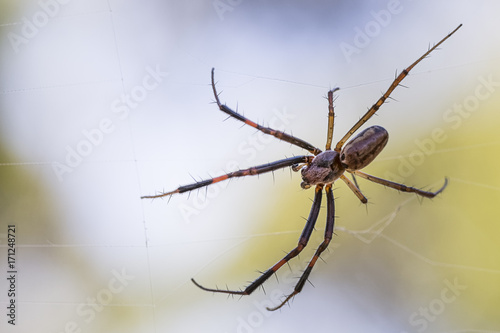 Orb-weaver Spider © Andrew