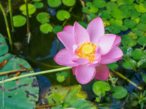 Summer flowers series  Macro flat top view down closeup of bright pink lotus flower with yellow seedpod inside.