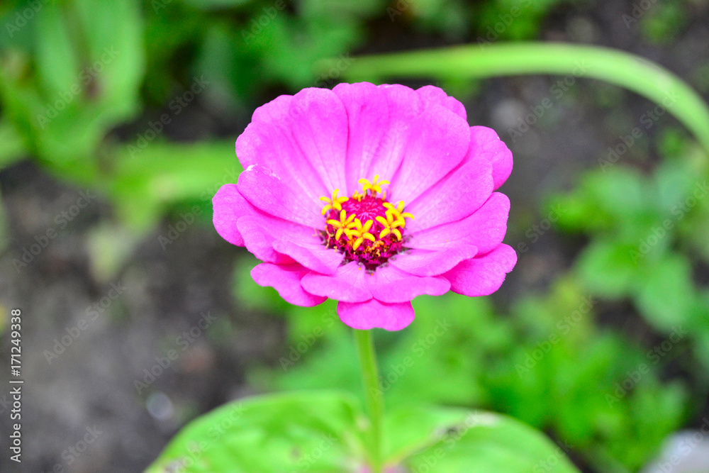 Pink flower of Zinnia in the garden, close, on a blurred background Pink flower of Zinnia in the garden, close, on a blurred background