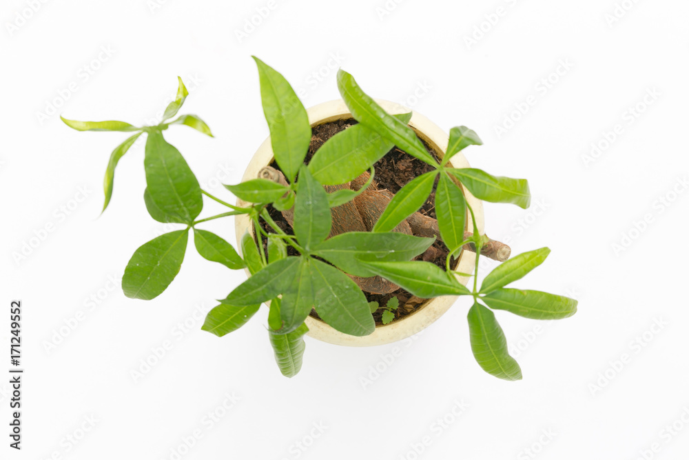 Obraz premium Plant in a pot