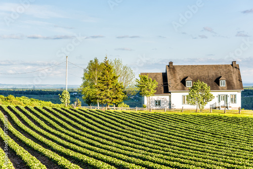 Landscape view of farm in Ile D'Orleans, Quebec, Canada with green rows of plants at field with house and wooden fence photo