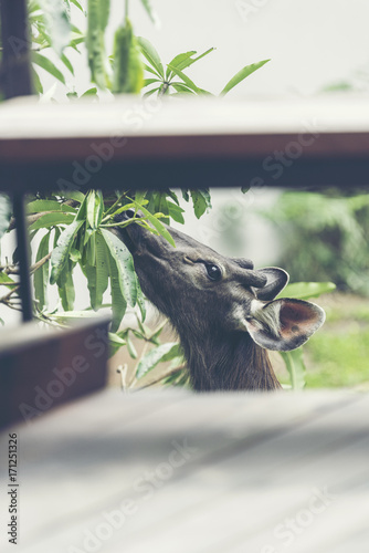 wild sambar deer in Khao Yai National park, Thailand photo