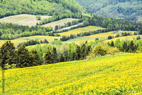 Patch farm field hills of yellow dandelion flowers in green grass in Quebec, Canada Charlevoix region by mountains, hills, forest, rural road in countryside