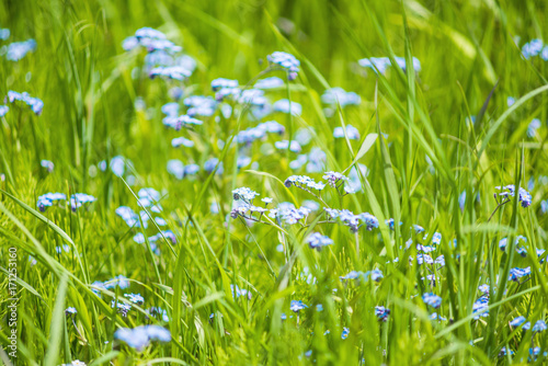 Macro closeup of tiny blue forget me not Myosotis flowers in summer garnde, wild farm field with green grass weed © Andriy Blokhin