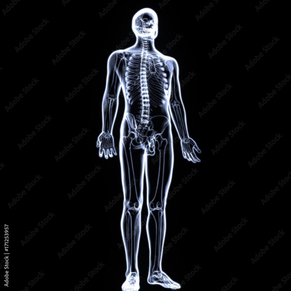 3d illustration of human body skeleton anatomy
3d illustration of human body skeleton anatomy