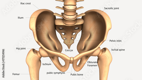 Foto 3d illustration of human body hip anatomy