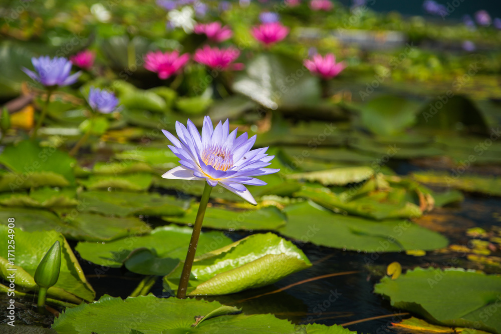 lotus flower in pond at marina bay front, Singapore lotus flower in pond at marina bay front, Singapore