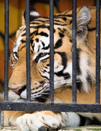 tiger in a close-up cage