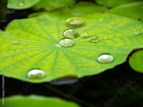 Water drop on lotus green leaf