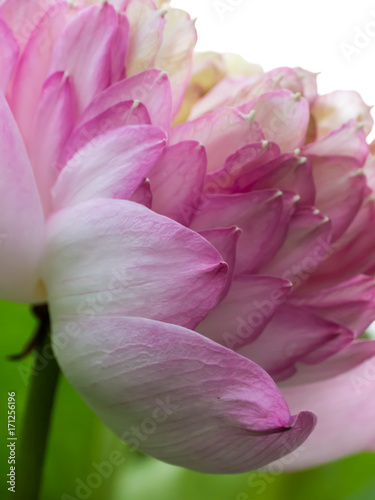 Pink lotus flower close up