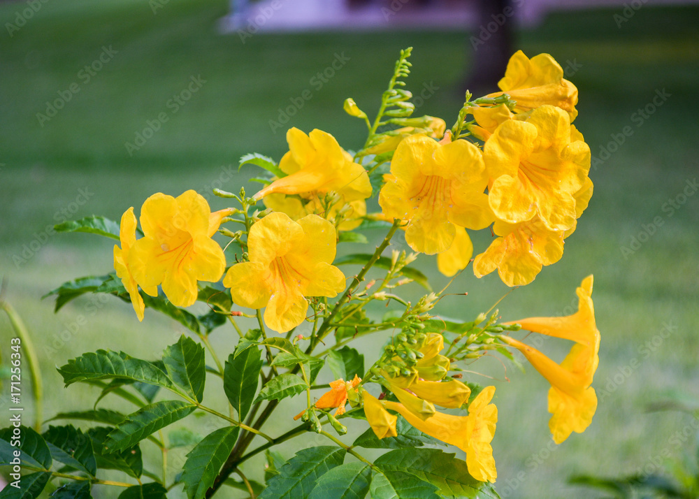 Fototapeta premium Yellow Flowers in Garden